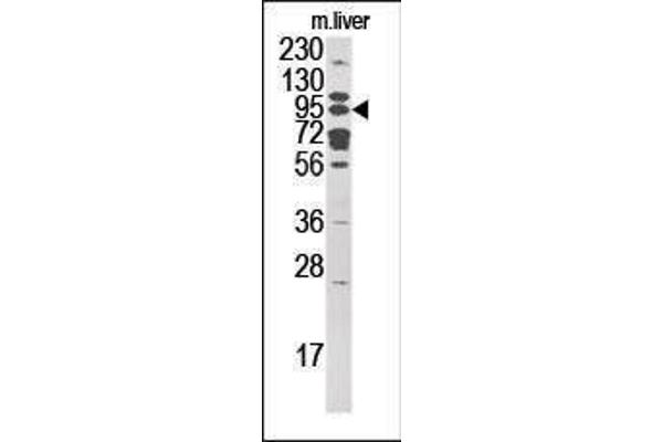 GCS1 antibody  (C-Term)