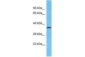 Western Blotting (WB) image for anti-Olfactory Receptor, Family 2, Subfamily A, Member 42 (OR2A42) (C-Term) antibody (ABIN2791719)