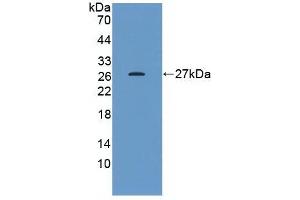 Detection of Recombinant HSPB1, Human using Monoclonal Antibody to Heat Shock Protein 27 (Hsp27)