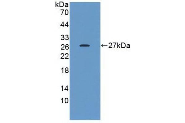 HSP27 antibody  (AA 2-205)