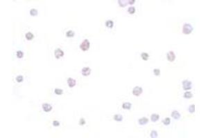 Immunohistochemistry (IHC) image for anti-Secernin 3 (SCRN3) (Middle Region) antibody (ABIN1031081) (Secernin 3 antibody  (Middle Region))