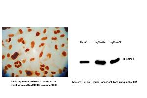 Image no. 2 for anti-DNA Repair Protein Apurinic Endonuclease antibody (ABIN5693483) (DNA Repair Protein Apurinic Endonuclease antibody)