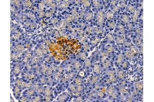 ABIN6263377 and ABIN6278723 at 1/100 staining rat pancreatic tissue by IHC-P.