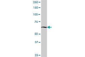 KBTBD7 MaxPab polyclonal antibody. (KBTBD7 antibody  (AA 1-684))