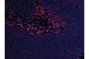 Image no. 2 for anti-Leptin (LEP) antibody (ABIN465757) (Leptin antibody)