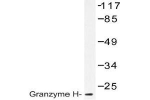 Western blot (WB) analysis of Granzyme H antibody in extracts from K562 cells. (GZMH antibody)