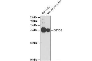 Western blot analysis of extracts of various cell lines using GSTO2 Polyclonal Antibody at dilution of 1:1000. (GSTO2 antibody)