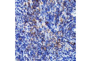 Immunohistochemistry of paraffin-embedded mouse spleen using SHP1 Rabbit mAb (ABIN7269716) at dilution of 1:100 (40x lens). (SHP1 antibody)