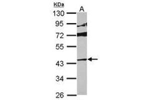 Image no. 1 for anti-Mitogen-Activated Protein Kinase 13 (MAPK13) (AA 1-365) antibody (ABIN1499308) (MAPK13 antibody  (AA 1-365))