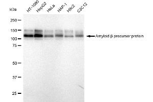 Western blotting analysis using Amyloid beta precursor protein antibody (ABIN7797593). (Recombinant APP antibody)