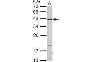 WB Image Sample (30 ug of whole cell lysate) A: THP-1 15% SDS PAGE antibody diluted at 1:2000 (CD40 antibody  (Center))