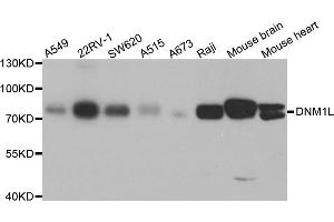 Western blot analysis of extracts of various cell lines, using DNM1L antibody (ABIN5971410) at 1/1000 dilution. (Dynamin 1-Like antibody)