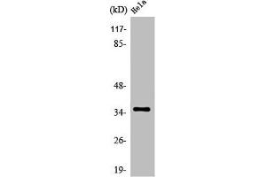 OR52N4 antibody  (C-Term)