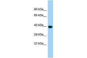 Host: Rabbit Target Name: GPR25 Sample Type: Fetal Heart lysates Antibody Dilution: 1. (GPR25 antibody  (C-Term))