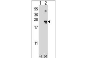 NME4 antibody  (N-Term)