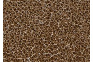 ABIN6272847 at 1/100 staining Rat liver tissue by IHC-P. (Sestrin 2 antibody)