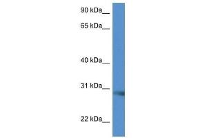 Western Blot showing Scamp5 antibody used at a concentration of 1. (SCAMP5 antibody  (C-Term))