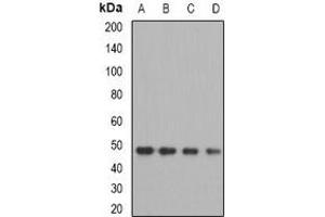 Western blot analysis of OXA1L expression in MCF7 (A), A549 (B), mouse kidney (C), mouse liver (D) whole cell lysates.