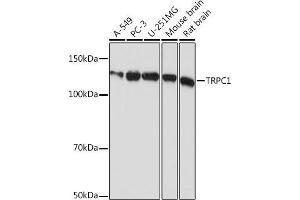 Western blot analysis of extracts of various cell lines, using TRPC1 Rabbit mAb (ABIN1681339, ABIN7101608, ABIN7101609 and ABIN7101610) at 1:1000 dilution. (TRPC1 antibody)