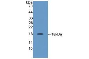 Figure. (IL-17 antibody  (AA 18-150))