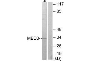 Western Blotting (WB) image for anti-Methyl-CpG Binding Domain Protein 3 (MBD3) (C-Term) antibody (ABIN1849085) (MBD3 antibody  (C-Term))