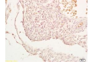Formalin-fixed and paraffin embedded mouse embryo labeled with Anti-PHD2 Polyclonal Antibody, Unconjugated (ABIN702640) at 1:200, followed by conjugation to the secondary antibody and DAB staining (EGLN1 antibody  (AA 42-140))