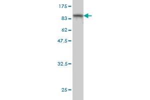 Western Blot detection against Immunogen (97. (PPEF1 antibody  (AA 1-653))