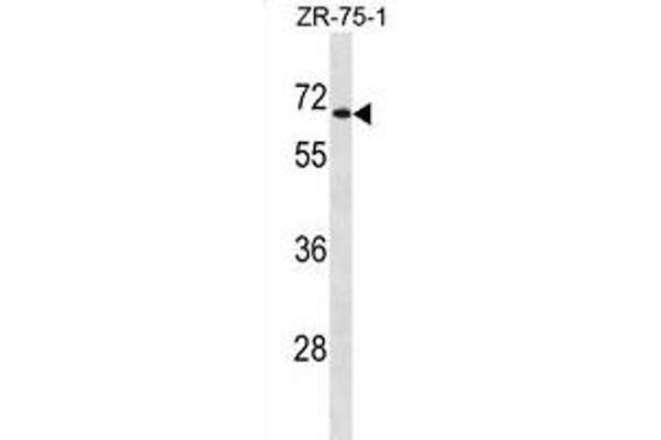 UGT2B28 antibody  (AA 218-246)