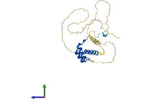 AlphaFold protein structure predicition of Mouse Recombinant Hoxb8 Protein, UniprotID P09632 (HOXB8 Protein (AA 1-243) (His tag))