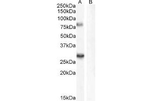 SV2A antibody  (Internal Region)