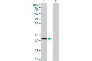Western Blot analysis of FTH1 expression in transfected 293T cell line by FTH1 MaxPab polyclonal antibody.