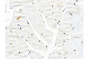 Phospho-JIP1 (Thr103) Antibody at 1/100 staining Rat muscle tissue by IHC-P.