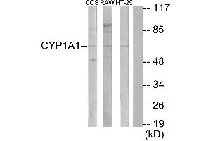 Western blot analysis of extracts from COS-7 cells, RAW264. (CYP1A1/2 antibody)