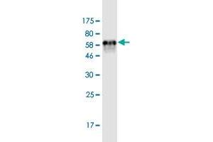 Western Blotting (WB) image for anti-Alcohol Dehydrogenase 5 (Class III), chi Polypeptide (ADH5) (AA 1-374) antibody (ABIN1326993)