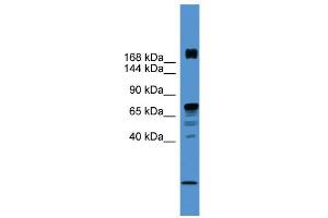 WB Suggested Anti-RLF Antibody Titration:  0. (RLF antibody  (N-Term))