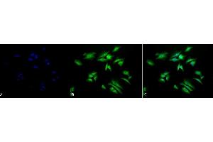 Immunocytochemistry/Immunofluorescence analysis using Rabbit Anti-p90 RSK1 Polyclonal Antibody (ABIN361702).