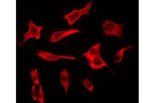 TAS2R19 antibody  (Internal Region)