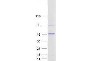 Validation with Western Blot (PRAS40 Protein (Transcript Variant 2) (Myc-DYKDDDDK Tag))