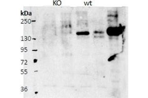 Western Blotting (WB) image for anti-Contactin 4 (CNTN4) (AA 160-172), (Internal Region) antibody (ABIN1449471) (Contactin 4 antibody  (Internal Region))