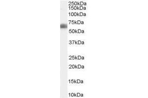 Image no. 1 for anti-DKK3 (C-Term) antibody (ABIN374182) (DKK3 antibody  (C-Term))