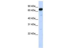 Image no. 1 for anti-Angiomotin (AMOT) (AA 108-157) antibody (ABIN6740392)