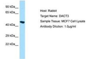 Image no. 1 for anti-Dapper, Antagonist of beta-Catenin, Homolog 3 (DACT3) (AA 399-448) antibody (ABIN6750046) (DACT3 antibody  (AA 399-448))