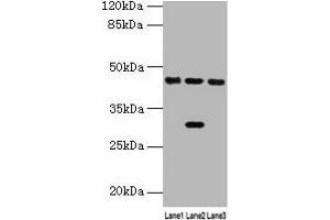 Western blot All lanes: HPD antibody at 4. (HPD antibody  (AA 2-393))