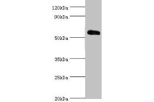 Western blot All lanes: Krueppel-like factor 4 antibody at 5 μg/mL + 293T whole cell lysate Secondary Goat polyclonal to rabbit IgG at 1/10000 dilution Predicted band size: 55, 52, 46, 13, 7 kDa Observed band size: 55 kDa (KLF4 antibody  (AA 30-230))