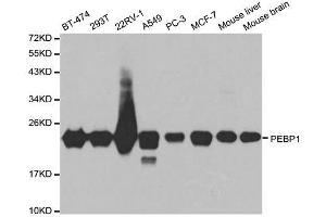 Western blot analysis of extracts of various cell lines, using PEBP1 antibody.