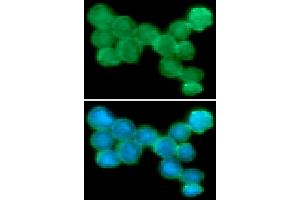 ICC/IF analysis of NKp44 in Jurkat cells line, stained with DAPI (Blue) for nucleus staining and monoclonal anti-human NKp44 antibody (1:100) with goat anti-mouse IgG-Alexa fluor 488 conjugate (Green). (NKp44/NCR2 antibody  (AA 19-130))