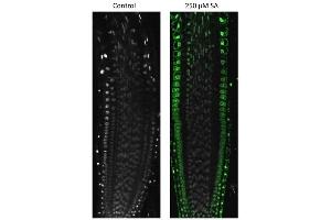 Immunofluorescence (IF) image for anti-Transmembrane Protein 37 (TMEM37) (N-Term) antibody (ABIN1720796) (TMEM37 antibody  (N-Term))
