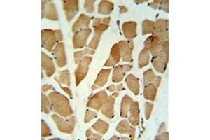 Immunohistochemistry analysis in formalin fixed and paraffin embedded skeletal muscle reacted with GLG1 Antibody (C-term) followed which was peroxidase conjugated to the secondary antibody and followed by DAB staining. (GLG1 antibody  (C-Term))