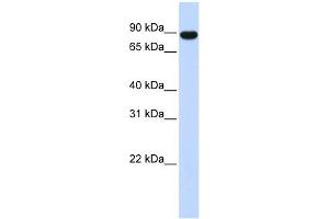 AKAP8 antibody used at 0. (AKAP8 antibody  (Middle Region))
