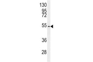 C7orf28A antibody western blot analysis in mouse NIH3T3 lysate (CCZ1 antibody  (AA 239-265))